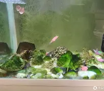 我来教大家“金州水鱼开挂器”(透视)其实确实有挂